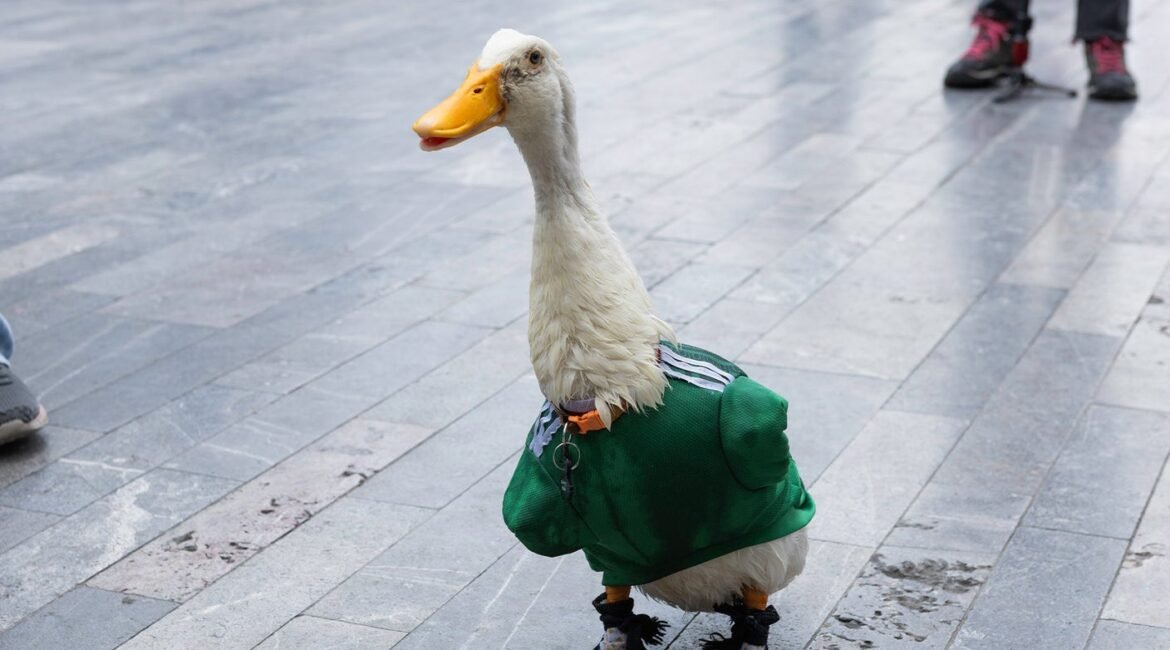 FIFA Rules Keep Mexico's Merlin The Duck Out Of Stadium For Group Stage Match 2 merry